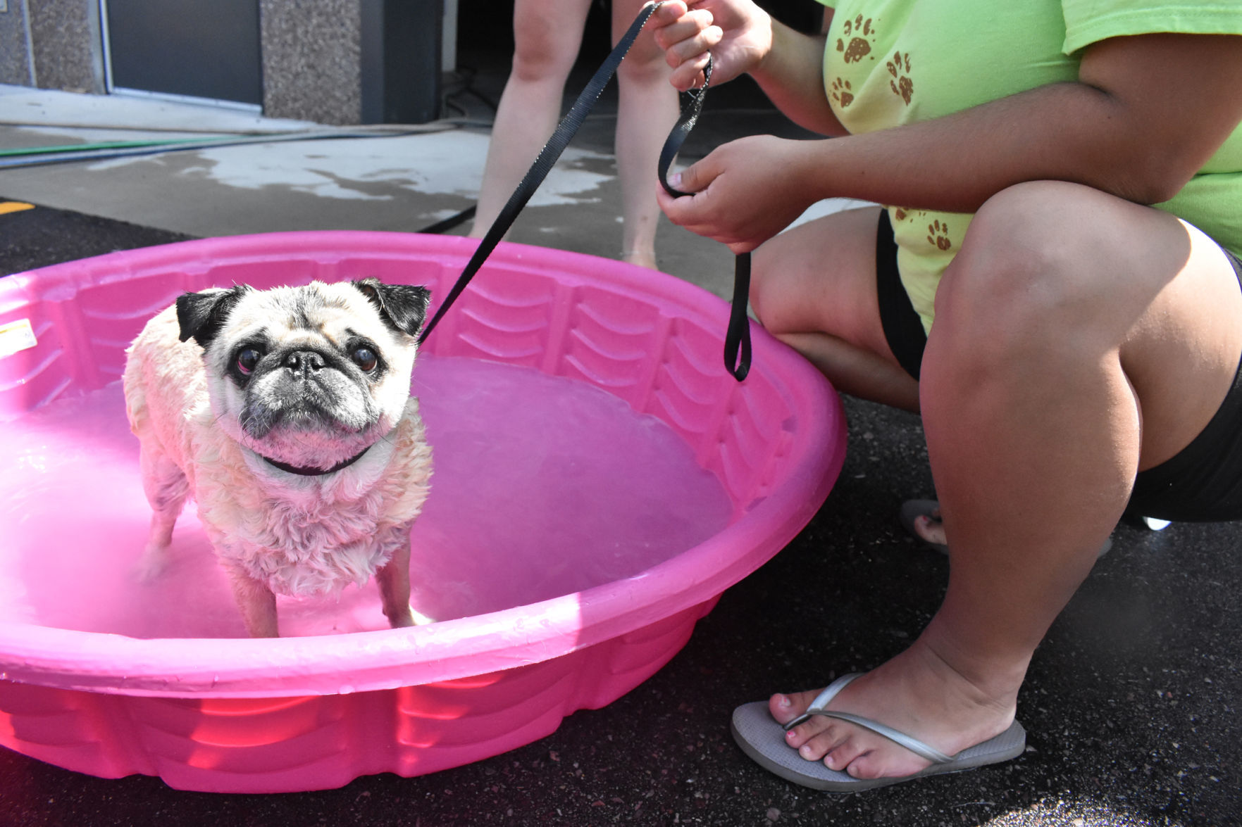 Rosie the pug